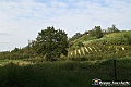 VBS_5462 - C'è un mare di velluto verde! E tu che sognavi di andare lontano... Quanta meraviglia, quì!
